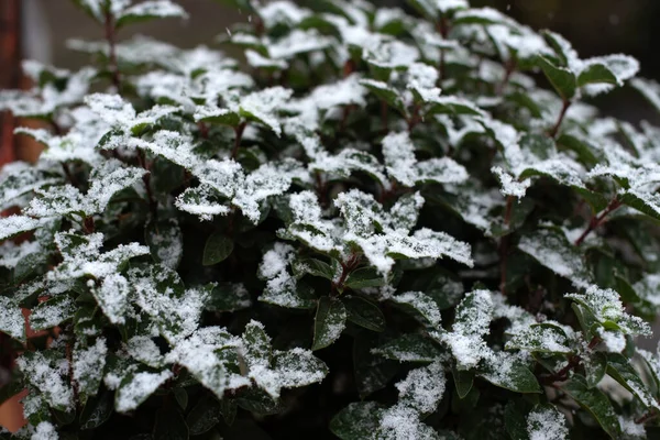 Eine Selektive Aufnahme Frischer Grüner Blätter Die Mit Schnee Bedeckt — Stockfoto