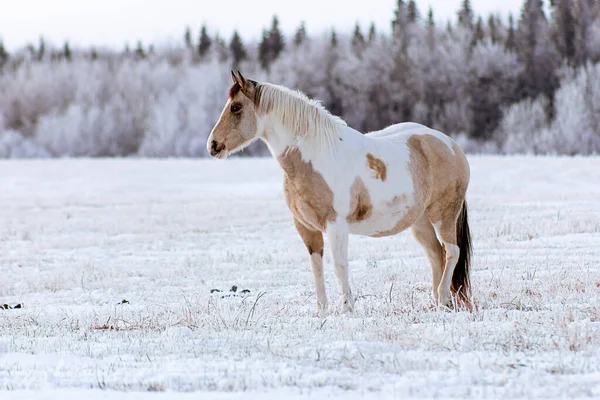 Hermoso Tiro Caballo Pie Suelo Cubierto Nieve —  Fotos de Stock