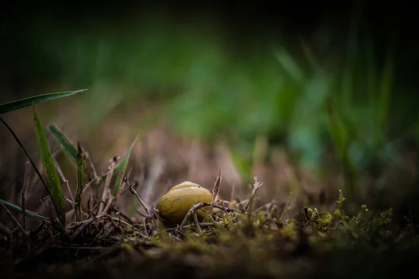 地面上的蜗牛在植物间滑行的选择性聚焦镜头 — 图库照片