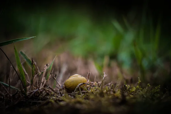 Une Prise Vue Sélective Des Escargots Sol Dans Champ Glissant — Photo