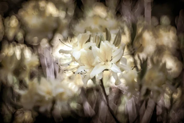 Beau Plan Fleurs Blanches Dans Bouquet — Photo