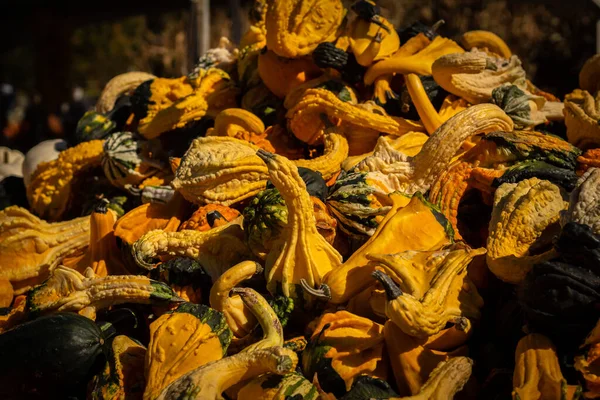 Pile Fresh Squashes Captured Farmer Market Sunny Day — Stock Photo, Image
