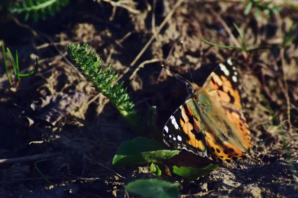 Closeup Shot Orange Butterfly Black Dots Sitting Grass — Stock Photo, Image