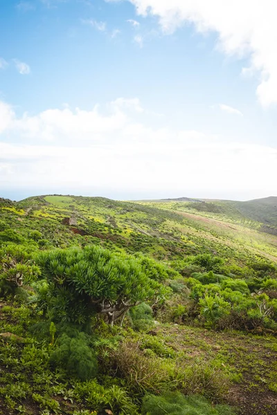 Primo Piano Terreno Collinare Con Erba Verde Cespugli Sullo Sfondo — Foto Stock