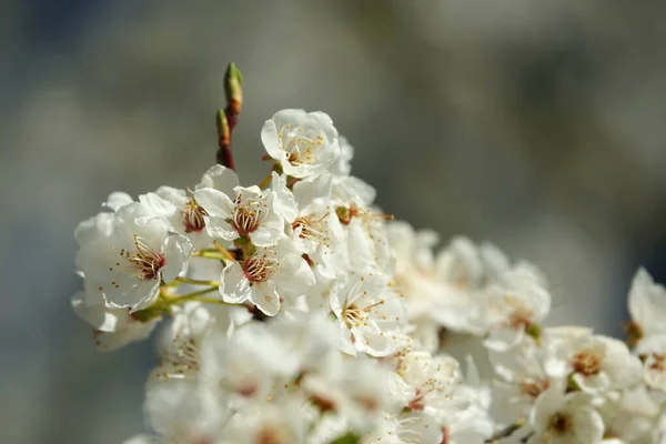 Une Mise Point Sélective Fleurs Cerisier — Photo