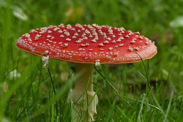 Close Cogumelo Agárico Mosca Vermelha Chão Entre Grama Uma Floresta — Fotografia de Stock