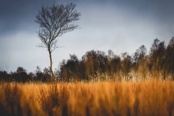 Eine Schöne Aufnahme Eines Herbstlich Hohen Einsamen Baumes Auf Verschwommenem — Stockfoto