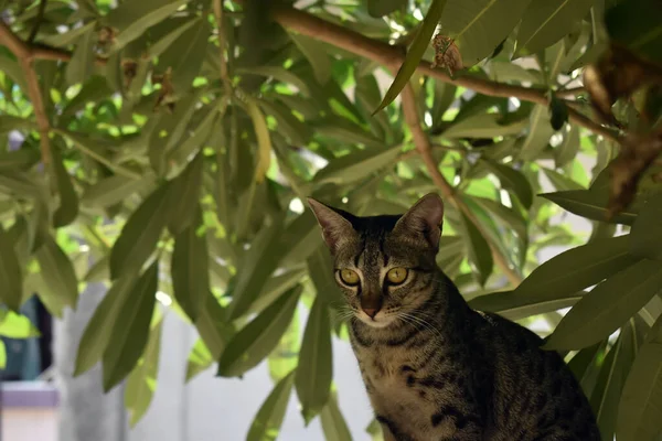 Selective Focus Majestic Striped Cat Yellow Eyes Sitting Tree — Stock Photo, Image