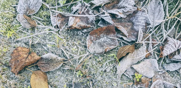 High Angle Shot Ground Frozen Grass Leaves — Stock Photo, Image