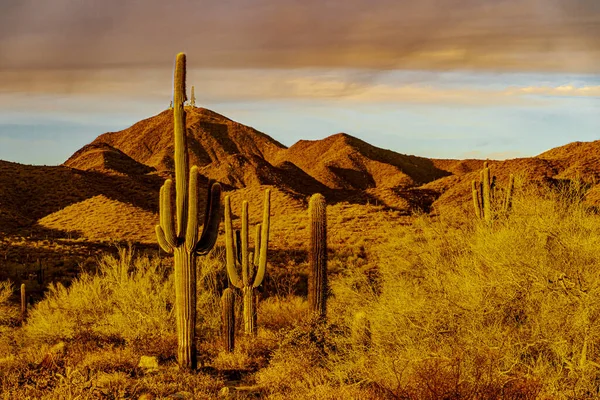 Image Shows Three Saguaro Cacti Bathed Light Sunset Beautiful Mountains — Stock Photo, Image