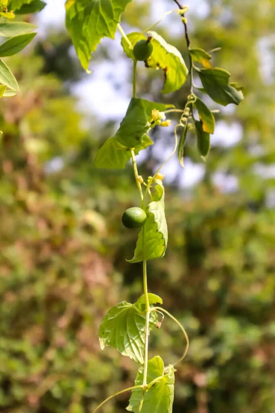 Eine Vertikale Nahaufnahme Von Grünen Pflanzen — Stockfoto