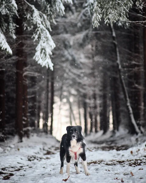 Kış Ormanlarında Siyah Beyaz Bir Çoban Köpeğinin Dikey Görüntüsü — Stok fotoğraf
