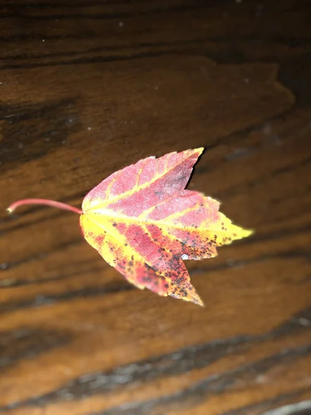 Plan Vertical Une Feuille Rouge Sur Table Texturée — Photo