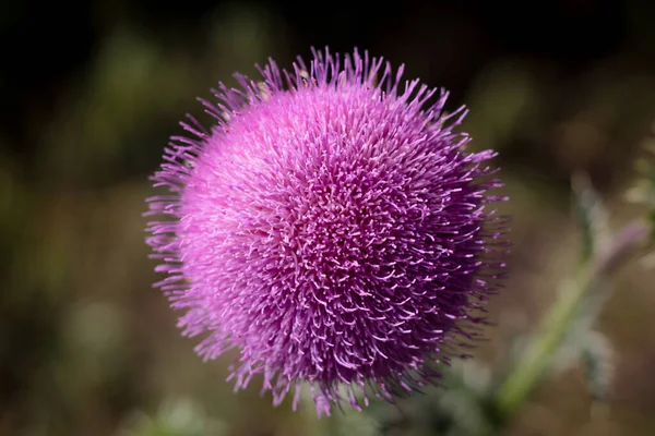 Top View Milk Thistle Growing Field Sunlight Blurry Background — Stock Photo, Image