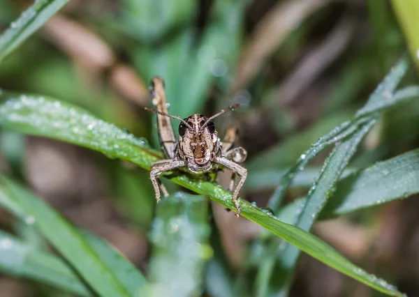 초목의 메뚜기의 사진이 — 스톡 사진