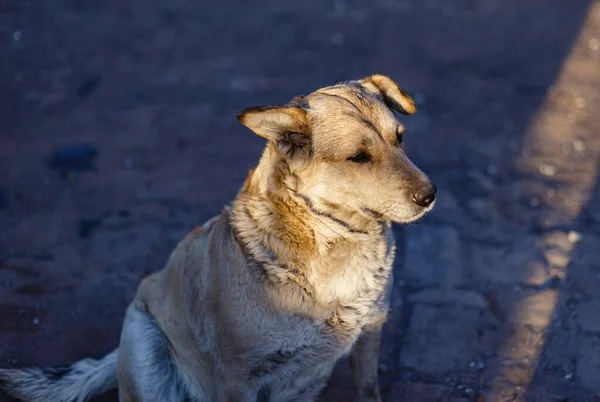 Colpo Fuoco Selettivo Cane Bastardo Carino — Foto Stock