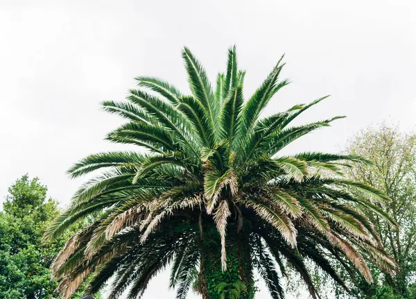 Closeup Beautiful Palm Tree Cloudy Sky — Stock Photo, Image