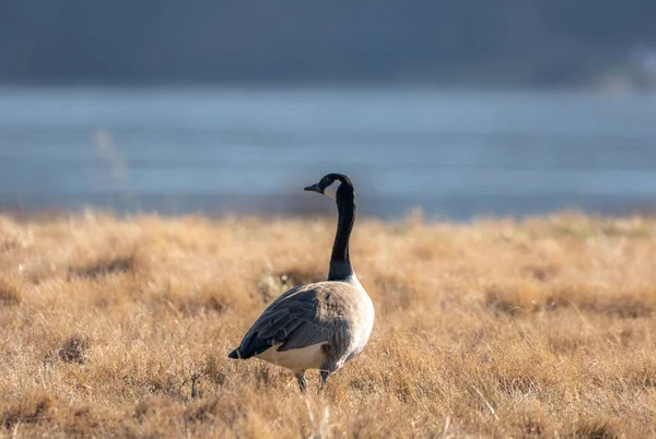 Beau Cliché Une Oie Canadienne Sur Champ — Photo