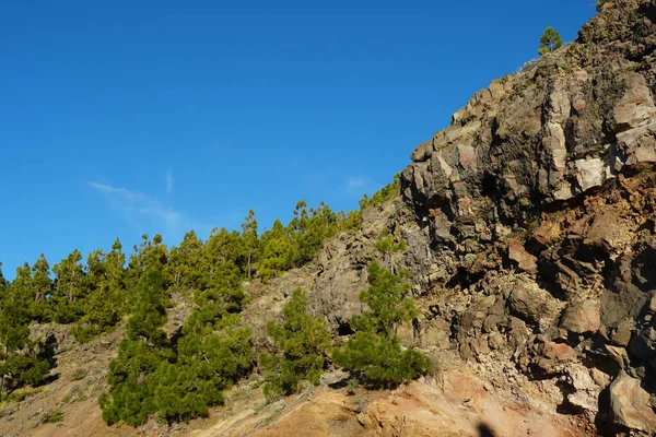 美丽的针叶树生长在岩石悬崖上 — 图库照片