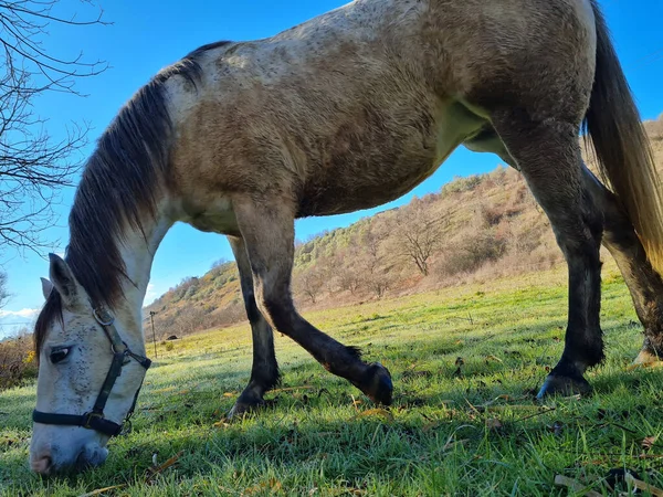 Egy Közeli Kép Egy Lóról Amint Legel Egy Farm Zöld — Stock Fotó