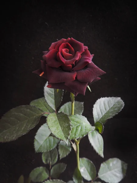 Vertical Closeup Shot Dark Red Rose Isolated — Stock Photo, Image