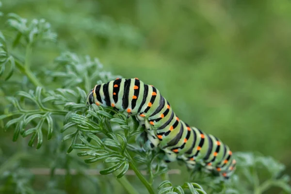 Een Close Shot Van Een Rups Van Een Maltese Swallowtail — Stockfoto