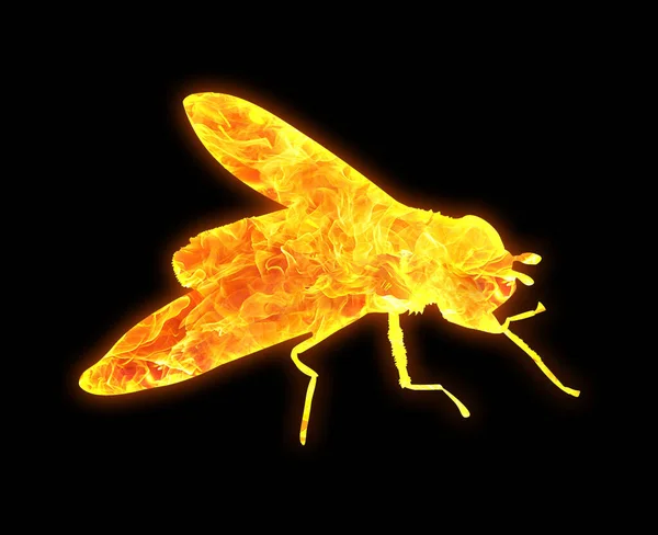 Fruit Fly Outline Bright Fire Pattern Isolated Black Background — Stock Photo, Image