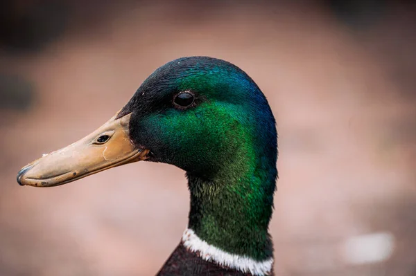 Közeli Profil Portré Egy Aranyos Tőkés Kacsa Irizáló Zöld Fej — Stock Fotó