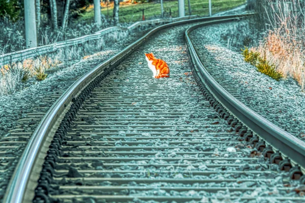 Eine Hochwinkelaufnahme Einer Liebenswerten Katze Die Inmitten Der Eisenbahnen Sitzt — Stockfoto