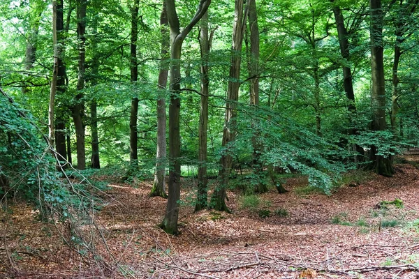 Μια Όμορφη Θέα Από Φρέσκα Πράσινα Δέντρα Στο Δάσος — Φωτογραφία Αρχείου