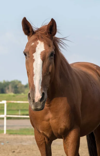 Vertical Shot Beautiful Brown Domestic Horse Farm — Stock Photo, Image
