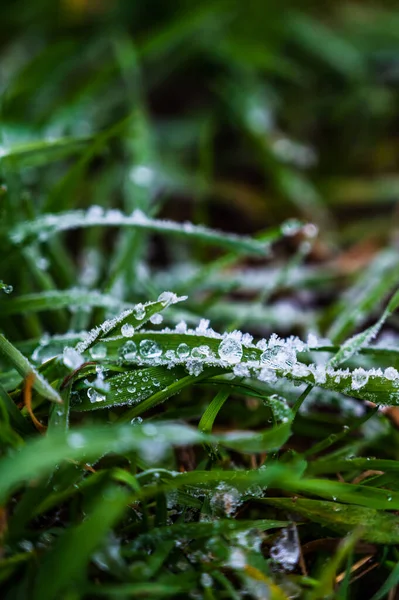 Grünes Gras Mit Tautropfen — Stockfoto