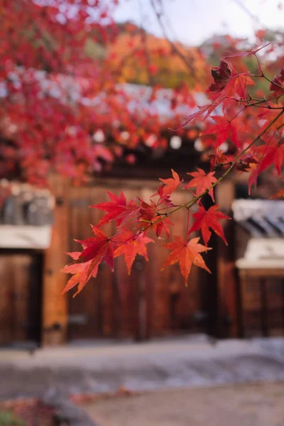 Ett Selektivt Fokus Växande Vackra Japanska Röda Lönnträden Löv Grenarna — Stockfoto