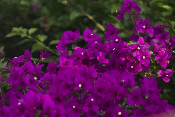 Närbild Skott Ljusa Lila Bougainvillea Blommor — Stockfoto