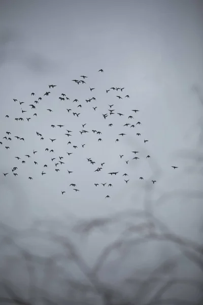 Disparo Vertical Los Pájaros Volando Cielo Sombrío —  Fotos de Stock