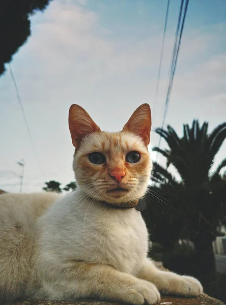 Tiro Vertical Gato Fofo Sentado Parque — Fotografia de Stock