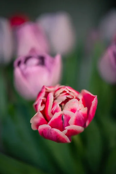 Una Toma Vertical Ramo Hermosos Tulipanes Morados Sobre Fondo Borroso — Foto de Stock