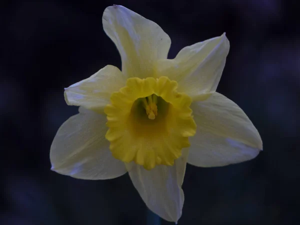 Een Close Shot Van Het Hoofd Van Een Narcis — Stockfoto