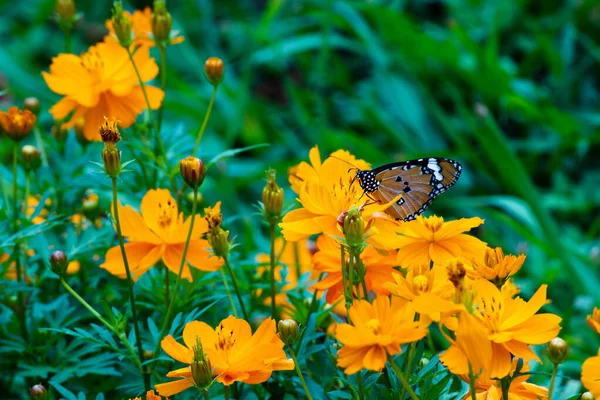 Primer Plano Macro Enfoque Una Hermosa Mariposa Sentada Una Flor — Foto de Stock