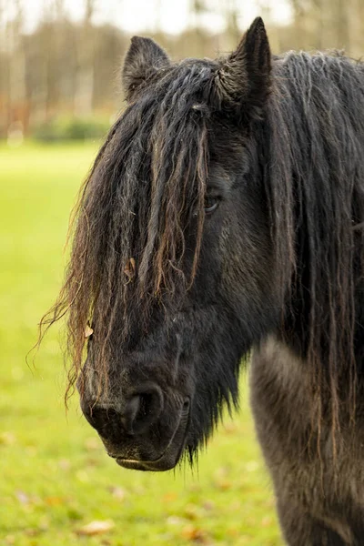 長いほとんど恐ろしい男と牧草地で黒いフリースラント馬の頭の垂直フレーム — ストック写真