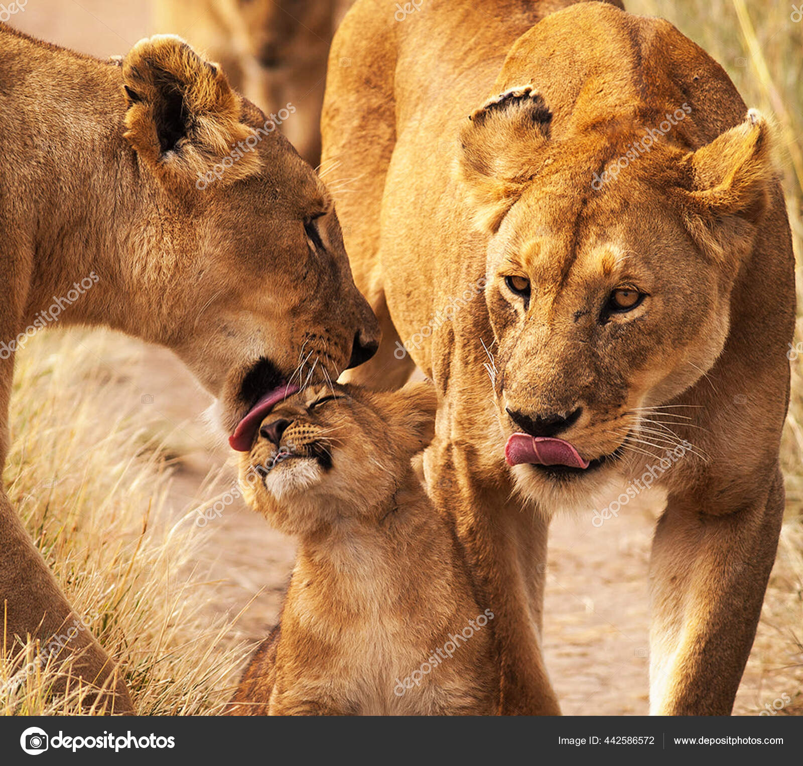 Член жирафа. Семья разных животных. Детеныши животных. Фото животных. Уссурийский тигр белый.