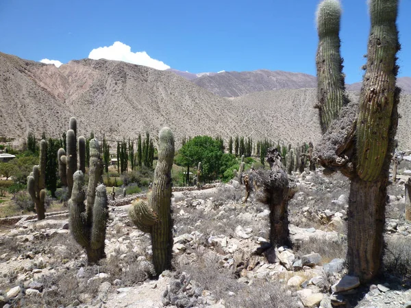 Een Woestijn Landschap Uitzicht Met Saguaro Cactus Planten Onder Een — Stockfoto