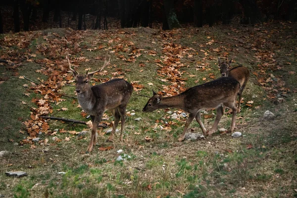 Herten Het Bos — Stockfoto