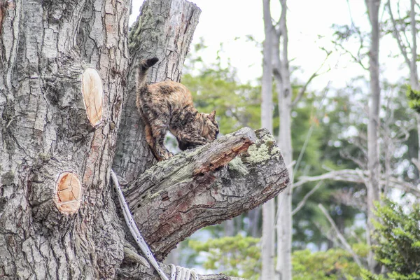 Eine Selektive Fokusaufnahme Eines Niedlichen Kätzchens Auf Einem Baum — Stockfoto