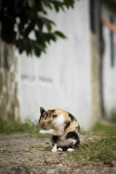 一只漂亮的卡利科猫舔自己的垂直镜头 — 图库照片