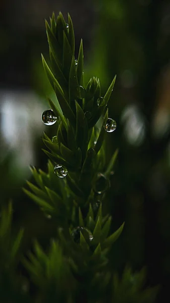 Vertical Shot Green Plant Dew Drops — Stock Photo, Image