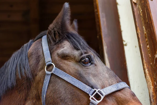 牧場の馬小屋の中で茶色の馬のクローズアップ — ストック写真