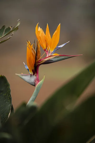 Plan Vertical Une Fleur Oiseau Paradis Orange Dans Environnement Naturel — Photo