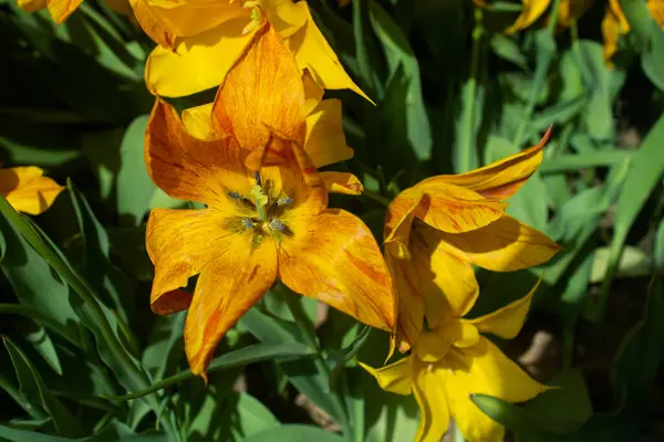 Detailní Záběr Nádherné Žluté Tulipány — Stock fotografie