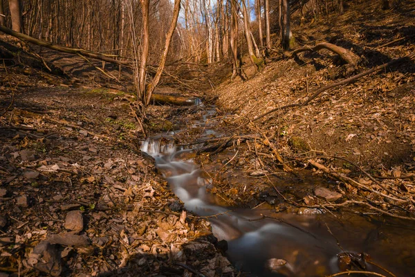 Petit Ruisseau Dans Forêt Entouré Feuilles Automne Tombées — Photo